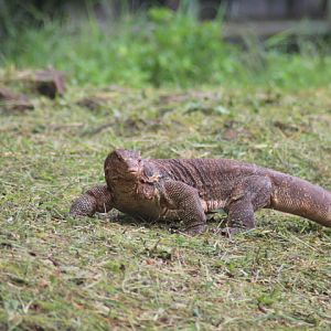 Asian water monitor (Varanus salvator bivittatus)