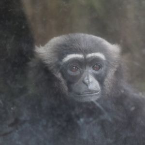 Agile gibbon (Hylobates agilis)