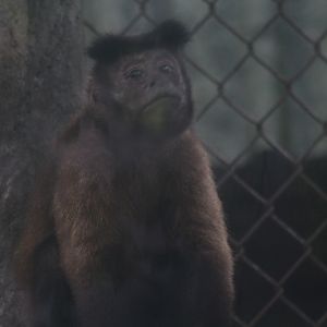 Tufted capuchin (Sapajus apella)