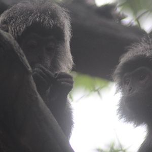 East Javan langur (Trachypithecus auratus)