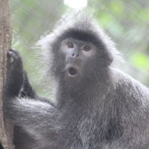 Silvery langur (Trachypithecus cristatus)