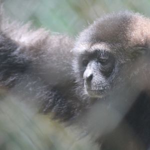 Müller's gibbon (Hylobates muelleri)