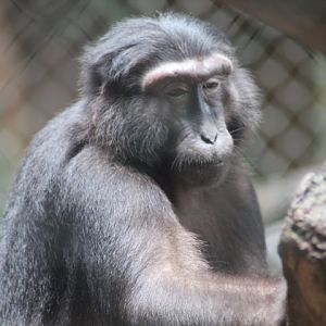 Heck's macaque (Macaca hecki)