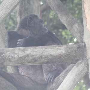 Common chimpanzee (Pan troglodytes)