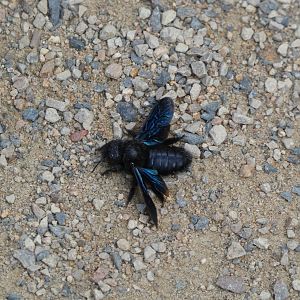 Insect ID? - Zoo Magdeburg