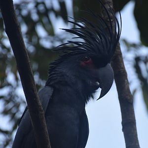 Palm Cockatoo (Probosciger aterrimus)