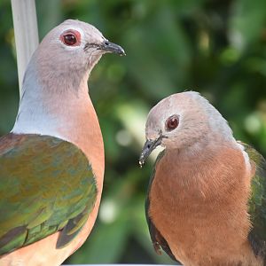 Purple-tailed Imperial Pigeon (Ducula rufigaster)