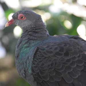 Metallic Pigeon (Columba vitiensis metallica )