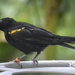 Epaulet Oriole (Icterus cayanensis)