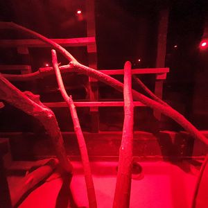 Long tailed Chinchilla enclosure