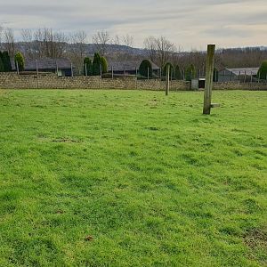Bennett's Wallaby enclosure