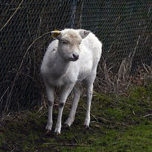 European fallow deer (Dama dama).