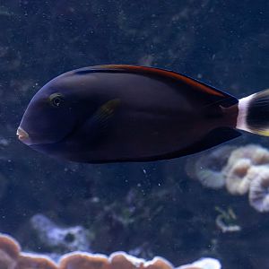 Surgeonfish ID - Aquarium Hagenbeck Hamburg