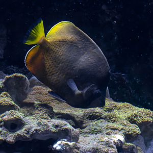 Butterflyfish ID - Aquarium Hagenbeck Hamburg