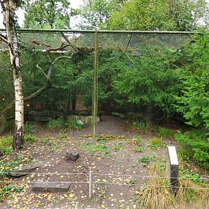 Black-bellied capercaillie aviary