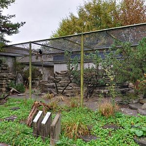 Alpine rock partridge aviary