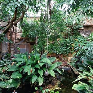 Vivarium - Rainforest