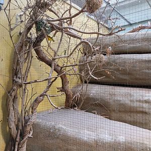 Vivarium - African savanna aviary - Village weaver (Ploceus culcullatus)