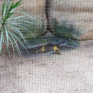 Vivarium - African savanna aviary - Village weaver (Ploceus culcullatus)