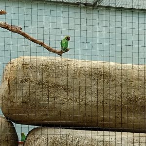 Vivarium - African savanna aviary - Black-cheeked lovebird (Agapornis nigrigenis)