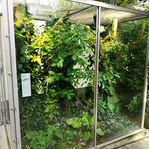 Vivarium - Green tree python enclosure