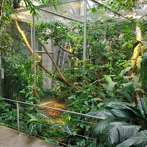 Vivarium - Reisinger's tree monitor enclosure