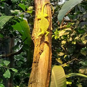 Vivarium - Reisinger's tree monitor (Varanus reisingeri)
