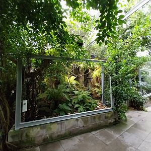 Vivarium - Pygmy marmoset and Australian snake-necked turtle enclosure