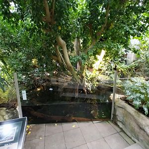 Vivarium - Dwarf crocodile enclosure