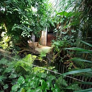 Vivarium - Dwarf crocodile enclosure