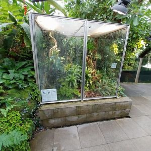 Vivarium - Poison frogs