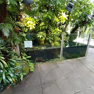 Vivarium - Amazon aquarium