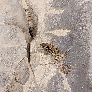Vivarium - Caraibbean beach terrarium - Northern curly-tailed lizard (Leiocephalus carinatus)