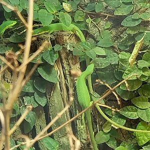 Vivarium - Japanese green grass lizard (Takydromus smaragdinus)