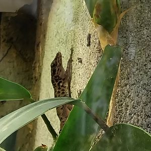 Vivarium - Saban anole (Anolis sabanus)