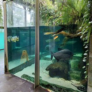 Vivarium - Amazon aquarium