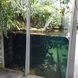 Vivarium - Mangrove aquarium