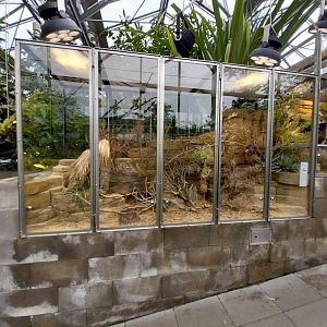 Vivarium - Red diamond rattlesnake terrarium