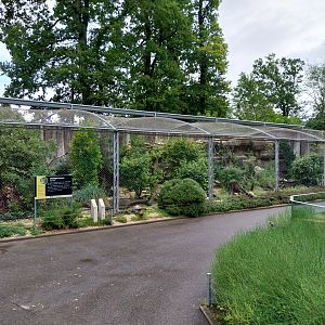 European wildcat enclosure