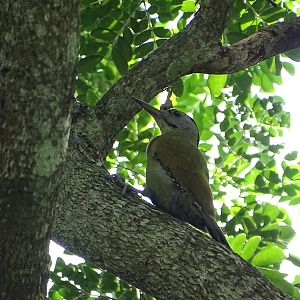 Grey-headed woodpecker (Picus canus)