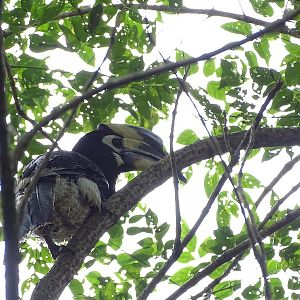 Oriental pied hornbill (Anthracoceros albirostris)
