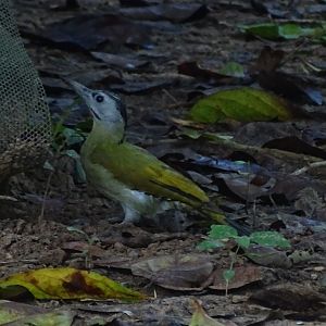 Grey-headed woodpecker (Picus canus)
