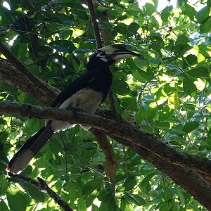 Oriental pied hornbill (Anthracoceros albirostris)