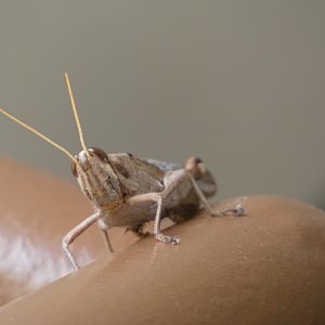 Grasshopper ID? - Norwalk Los Angeles