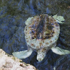 Pale green turtle