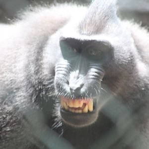 Celebes crested macaque (Macaca nigra)
