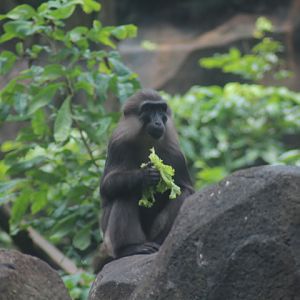 Tonkean macaque (Macaca tonkeana)