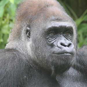 Western lowland gorilla (Gorilla gorilla gorilla)