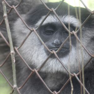 Silvery gibbon (Hylobates moloch)