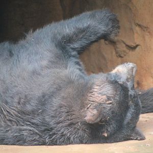 American black bear (Ursus americanus)